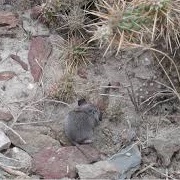 Catalina Deer Mouse