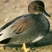 Gadwall