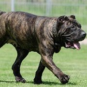 Perro De Presa Canario/Canary Mastiff