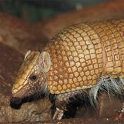 Southern Three-Banded Armadillo