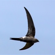 Fork-Tailed Swift