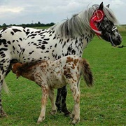 Nederlands Appaloosa Pony