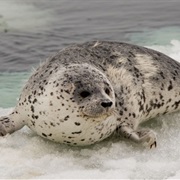 Spotted Seal