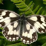 Marbled White