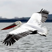 Dalmatian Pelican