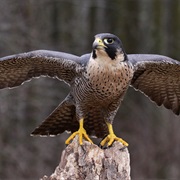 Peregrine Falcon (Pakistan)