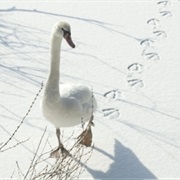 Tracking Footprints in the Snow