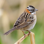 Rufous-Collared Sparrow (Zonotrichia Capensis)