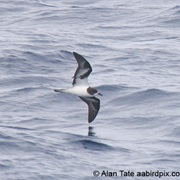 Bonin Petrel