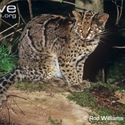 Marbled Cat