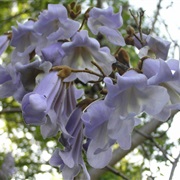 Princess Tree (Paulownia)