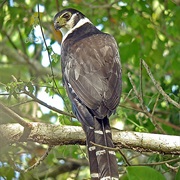 Collared Forest-Falcon