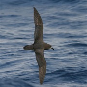 Providence Petrel