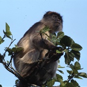 Niger Delta Red Colobus