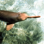 La Plata Dolphin