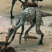 Troodon