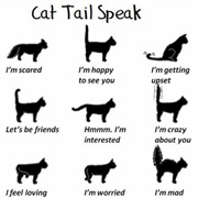 Cat&#39;s Body Language