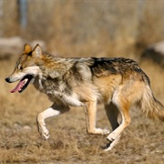 Mexican Wolf