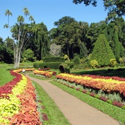 Royal Botanical Gardens, Peradeniya