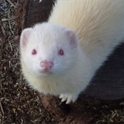 Ferret