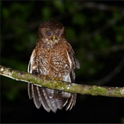 Camiguin Hawk-Owl