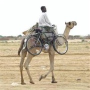 Camel Bicycle