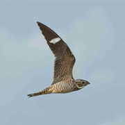 Antillean Nighthawk