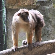 Pagai Island Macaque