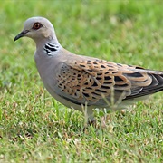 European Turtle-Dove