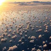 Frost Flowers