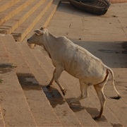 Cow Stairs