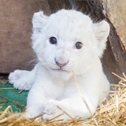 Lion Cub