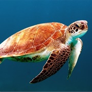 Orange Sea Turtle