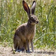 Jack Rabbit