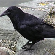 Common Raven