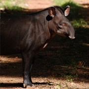 Little Black Tapir