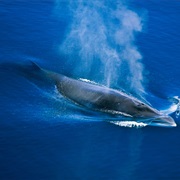 Antarctic Minke Whale