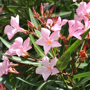 Oleander