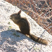 California Chipmunk