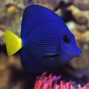 Purple Tang