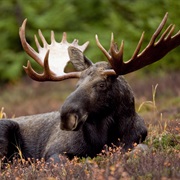 Alaska: It&#39;s Illegal to Give Moose a Beer.