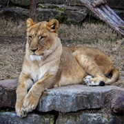 Lion on Stone