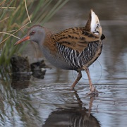 Water Rail