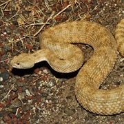 Panamint Rattlesnake