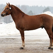 Finnhorse