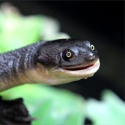 Roti Island Snake-Necked Turtle