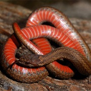 Red-Bellied Racer