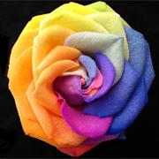 Mixed Colour Rose