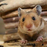 Hamster Chew Toys