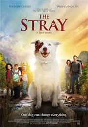 The Stray: A Loyal Guardian (2017)